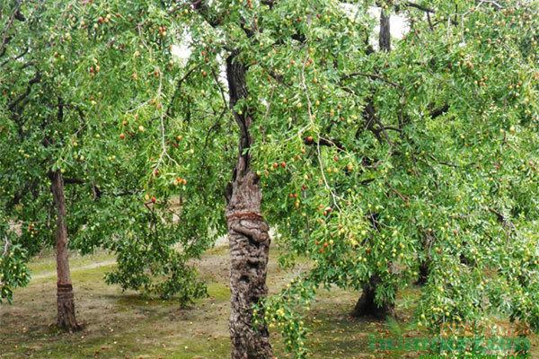 枣树规模化种植提升林木经济