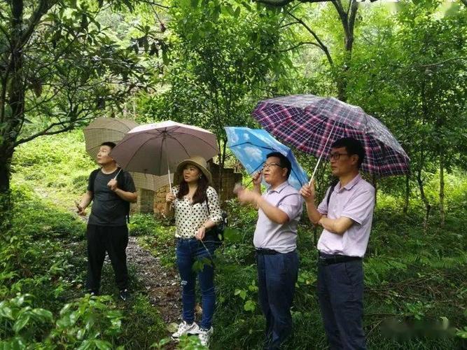 江西省林业科学院刘丽婷博士一行在金鸡林场调研指导林木种质资源库