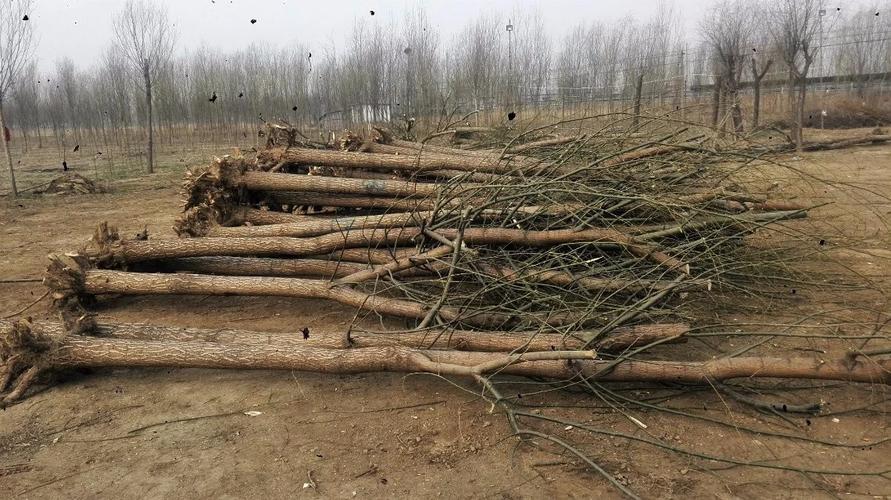 新干8公的旱柳什么价号数挖树,济阳县三家源林木种植专业专业合作社