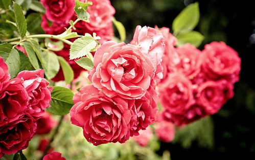蔷薇与月季 玫瑰三者间有哪些区别